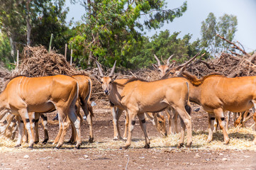 Naklejka na ściany i meble Big herd of Common Elands graze in the field in Safari