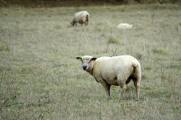 moutons dans une pâture