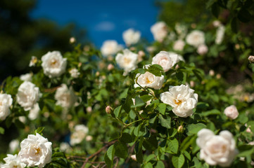 White roses with buds on a background of a green bush. Bush of white roses is blooming in the background of a blue sky with clouds.