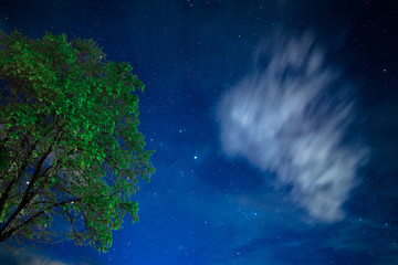 Tree and starry sky - 236854932