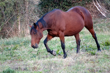 Fototapeta premium grand cheval marron