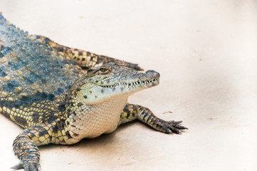 Fototapeta premium Caiman alligator crocodile sitting on the ground