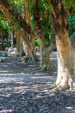 Ficus sycomorus or sycamore trees garden in North East of Israel