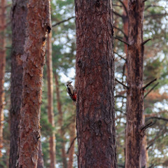 Woodpecker on a pine tree in the forest