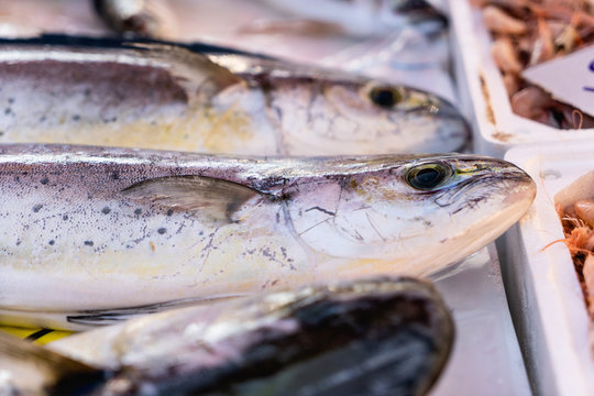 fresh fish on ice at the market stall