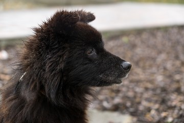Fototapeta na wymiar Black fluffy dog on the street during rain. Slovakia