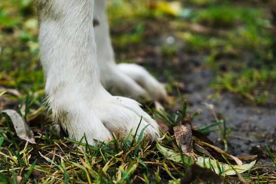 Slovak Chuvach dog in the garden. Slovakia