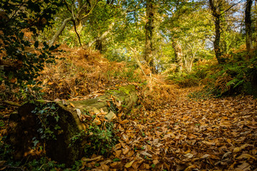 autumn woodland