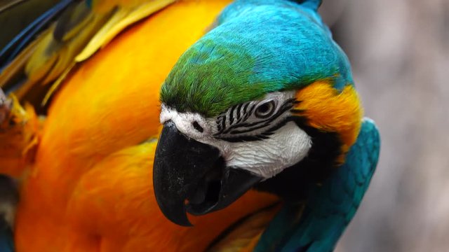 4K Colorful parrot Ara with bright plumage of blue, yellow, green and white color, sits on barling. Macaw close-up