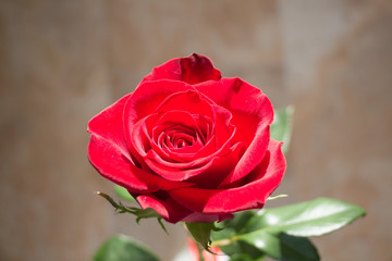 Red rose close up. Top view of red rose bud opening.