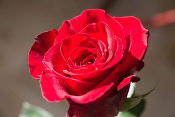 Red rose close up. Top view of red rose bud opening.