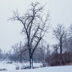 A bare tree in the middle of winter on a cold bleak day, Calgary, Alberta