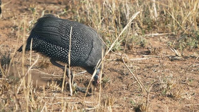 a 240p slow motion clip of a guinea fowl scratching and eating at serengeti national park in tanzania
