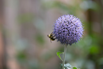 bee on thistle flower