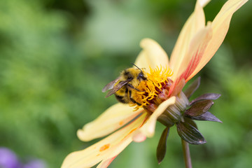 bee on a yellow flower