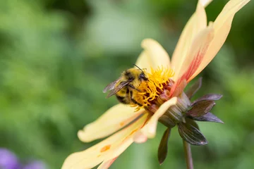 Fotobehang bee on a yellow flower © Jayce