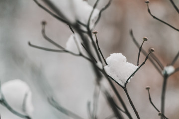 branch of a tree in winter