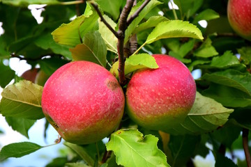 Rotbackige Äpfel auf einem Apfelbaum in der Nähe von Meran in Südtirol