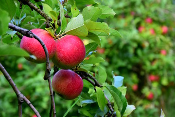 Rotbackige Äpfel auf einem Apfelbaum in der Nähe von Meran in Südtirol