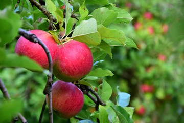 Apfelbäume mit roten Äpfeln