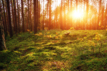 Fototapeta na wymiar Lovely Sunset Behind The Forrest In Russia. Sunrise In A Forest, Sunbeams Through The Trees.