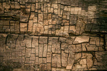 Rotten wood Background