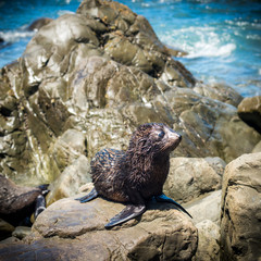 Wild seals on the beach of Kaikora, New Zealand where many of these amazing creatures visit the shore. Wildlife photography in a beautiful natural habitat. An ocean setting with many stunning views.
