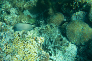 Underwater world landscape coral reef fishes wildlife marine life