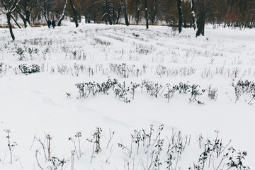 abstract floral background with grass on the snow