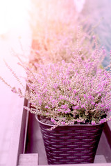 Pink Heather Planted In Wicker Pot On The Street With Sunlight. Closeup.