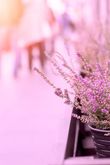 Pink Heather Planted In Wicker Pot On The Street With Sunlight. Closeup.
