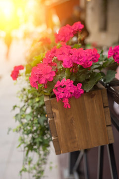 Bright Pink Impatiens In Wooden Fower Pots With Yellow Sunlight.