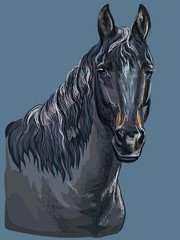 Colorful hand drawing Horse portrait-9