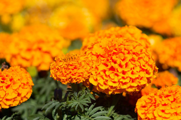 Lots of beautiful flowers in the garden. They are often called Mexican, Aztec or African marigold (Tagetes erecta).