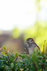 Cute brown male sparrow is sitting on the bush.
