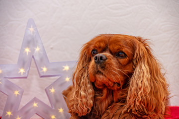 Cavalier King Charles Spaniel Dog Christmas