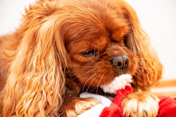 Cavalier King Charles Spaniel Dog Christmas