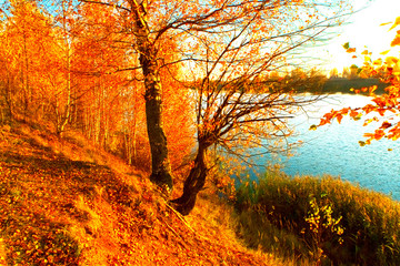 Autumn vegetation on the river bank. Kostroma, Russia.