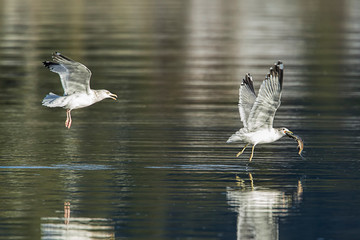 Seagull tries to get the fish from another.