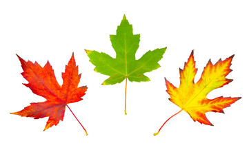 Three maple leaves of different colors, isolated on a white background