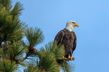 Eagle perched against a blue sky.