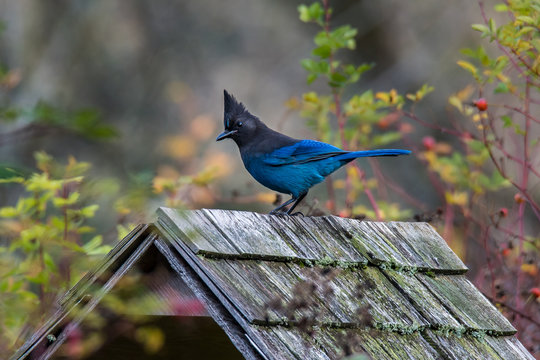 Blue jay perched on a bird feeder, Canada