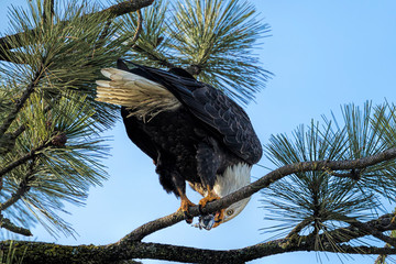 Bald eagle eats its fish.
