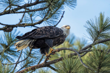Majestic eagle perched in tree.
