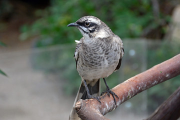 Long-tailed mockingbird