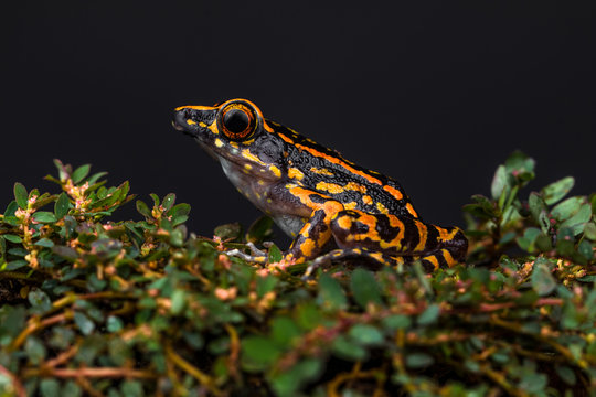 Close up of hylarana frog