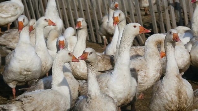 Geese walking in the territory of the household. White birds up view