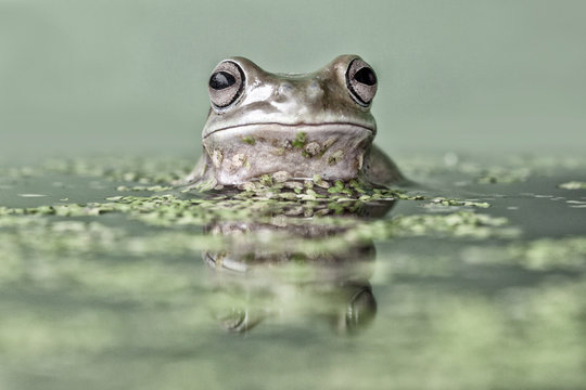 Portrait of a dumpy tree frog in a pond, Indonesia - Powered by Adobe