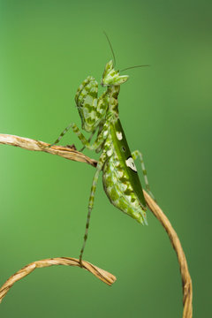 Portrait of Mantis on a twig, Indonesia