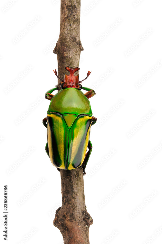 Sticker afrikanischer Rosenkäfer (Cyprolais hornimanni) - african flower beetle